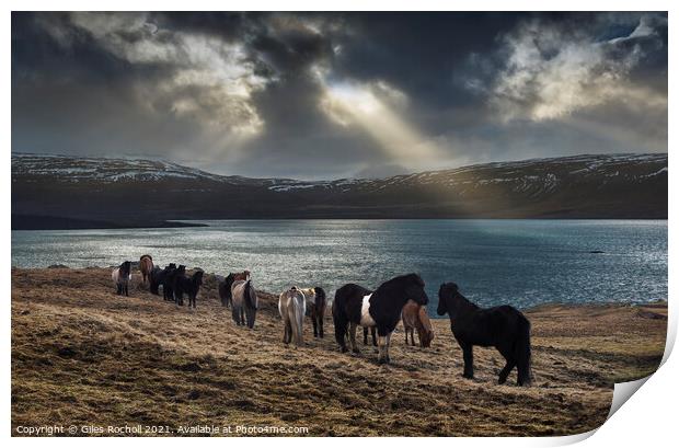 Wild horses Iceland Print by Giles Rocholl
