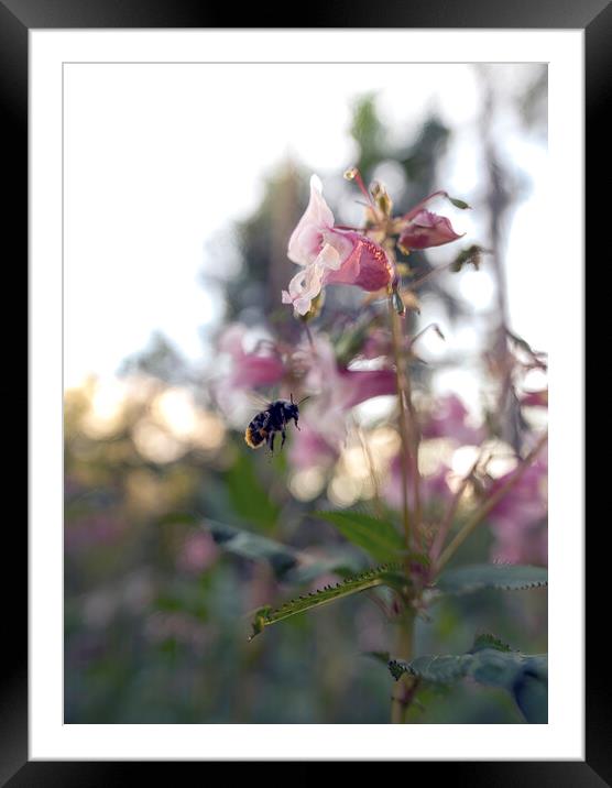 Close up view of a honey bumble bee flying mid air and pollenating purple flowers in spring, beauty in nature. Framed Mounted Print by Arpan Bhatia