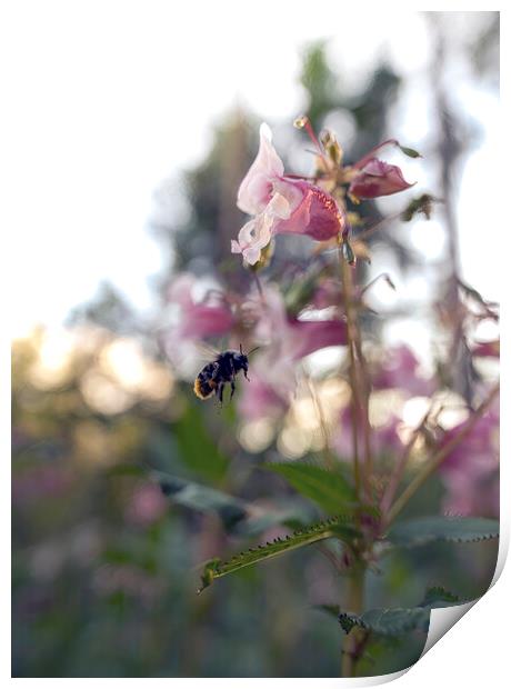 Close up view of a honey bumble bee flying mid air and pollenating purple flowers in spring, beauty in nature. Print by Arpan Bhatia