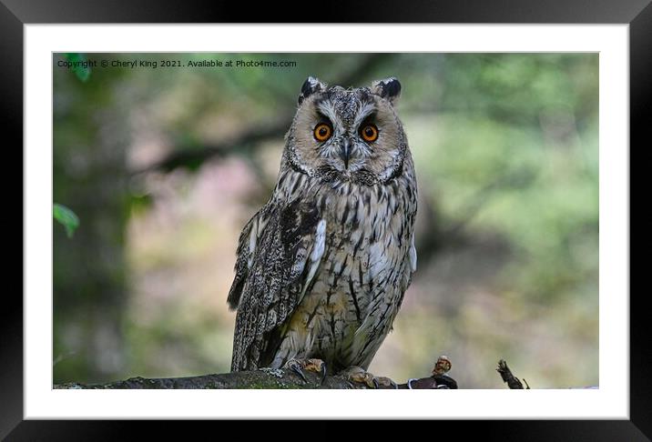 Tawney Owl Framed Mounted Print by Cheryl King
