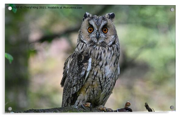 Tawney Owl Acrylic by Cheryl King