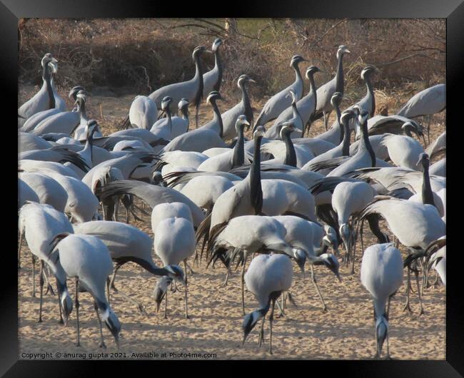 Migratory Cranes Framed Print by anurag gupta