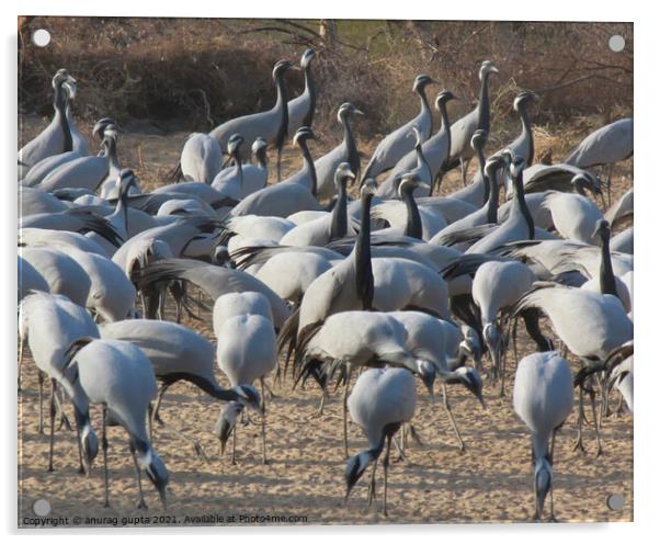 Migratory Cranes Acrylic by anurag gupta