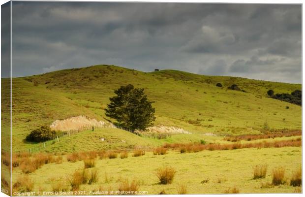 The Dargaville farming landscape in New Zealand Canvas Print by Errol D'Souza