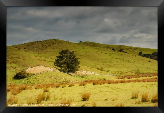 The Dargaville farming landscape in New Zealand Framed Print by Errol D'Souza