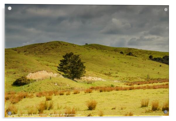 The Dargaville farming landscape in New Zealand Acrylic by Errol D'Souza