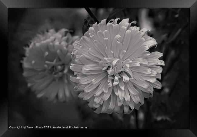 Plant flower Framed Print by Jason Atack