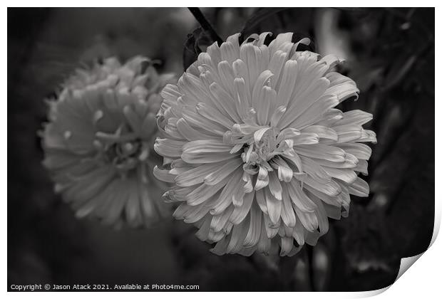 Plant flower Print by Jason Atack