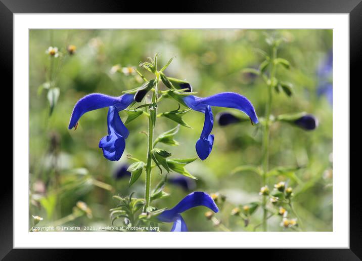 Bright Blue Gentian Sage Flower Meadow Framed Mounted Print by Imladris 
