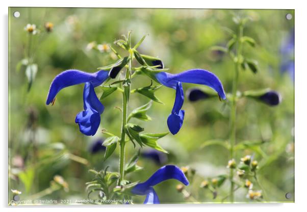Bright Blue Gentian Sage Flower Meadow Acrylic by Imladris 