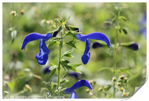 Bright Blue Gentian Sage Flower Meadow Print by Imladris 