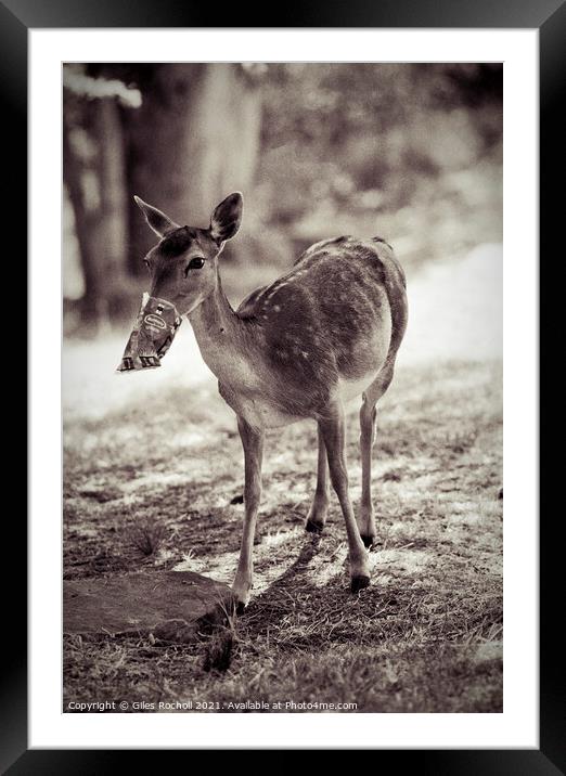 Funny deer eating crisps Framed Mounted Print by Giles Rocholl