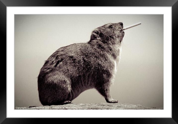 Funny animal hyrax smoking  Framed Mounted Print by Giles Rocholl