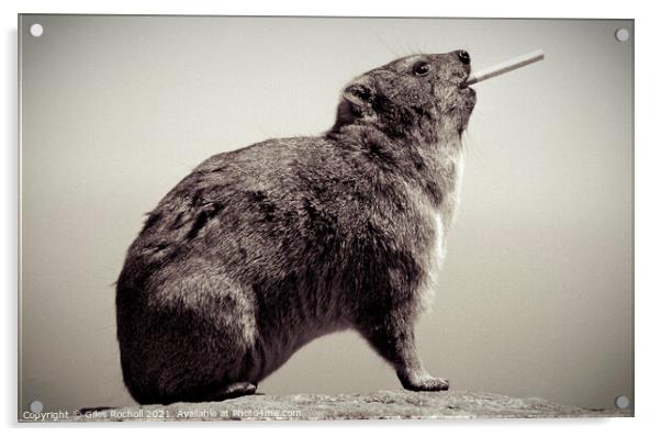 Funny animal hyrax smoking  Acrylic by Giles Rocholl