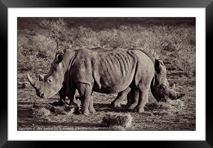 Funny animal rhinoceros South Africa Framed Mounted Print by Giles Rocholl