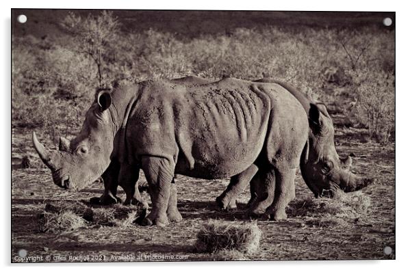 Funny animal rhinoceros South Africa Acrylic by Giles Rocholl