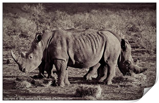 Funny animal rhinoceros South Africa Print by Giles Rocholl
