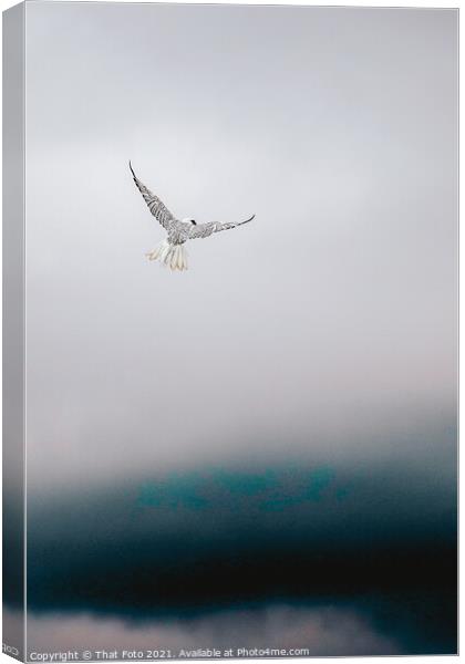Gryfalcon in the misty sky Canvas Print by That Foto