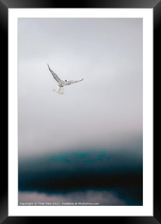 Gryfalcon in the misty sky Framed Mounted Print by That Foto