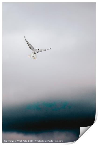 Gryfalcon in the misty sky Print by That Foto