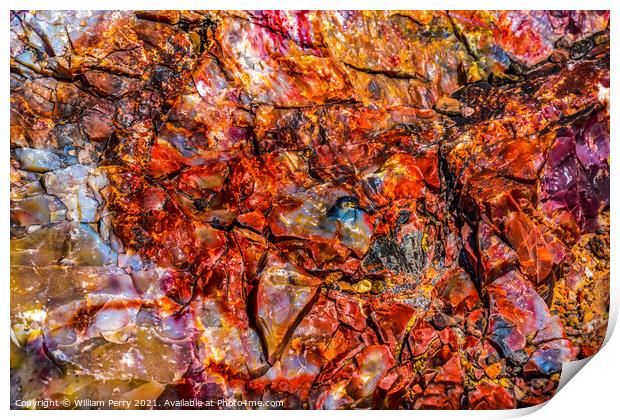 Petrified Wood Rock Abstract Background National Park Arizona Print by William Perry