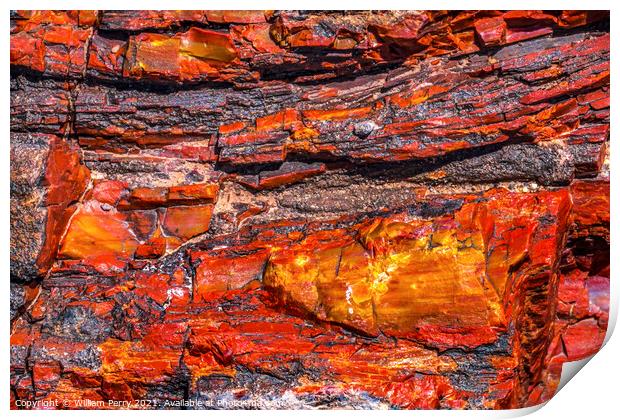 Petrified Wood Rock Abstract Background National Park Arizona Print by William Perry