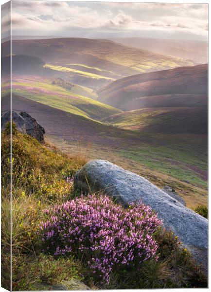 Wild Heather on Kinder Scout. Canvas Print by John Finney