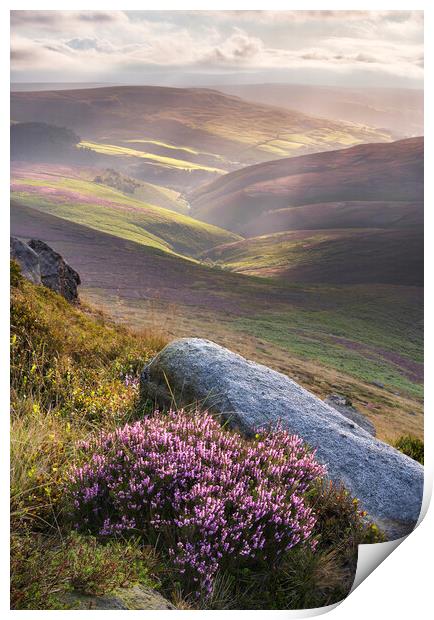Wild Heather on Kinder Scout. Print by John Finney