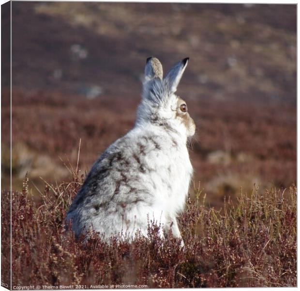 Mountain Hare in heather Canvas Print by Thelma Blewitt