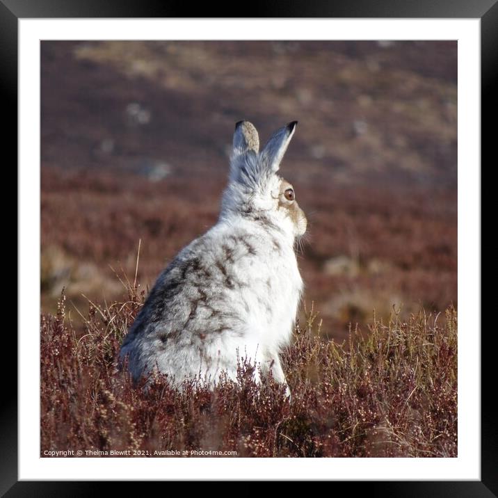 Mountain Hare in heather Framed Mounted Print by Thelma Blewitt