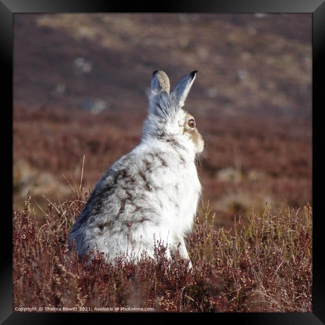Mountain Hare in heather Framed Print by Thelma Blewitt