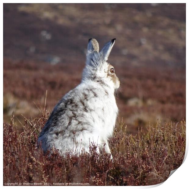 Mountain Hare in heather Print by Thelma Blewitt