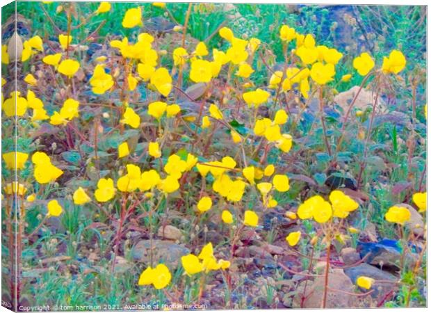 Spring time in the desert Canvas Print by tom harrison