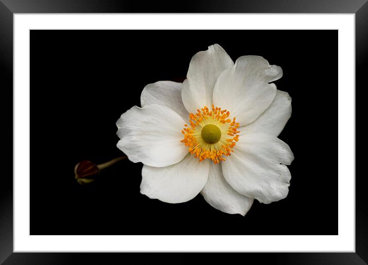Eriocapitella White Flower Framed Mounted Print by Jonathan Thirkell