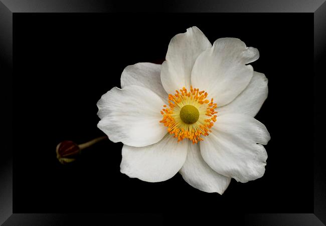 Eriocapitella White Flower Framed Print by Jonathan Thirkell