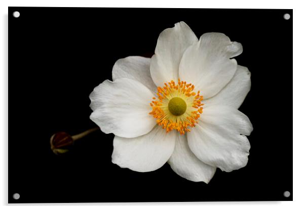 Eriocapitella White Flower Acrylic by Jonathan Thirkell
