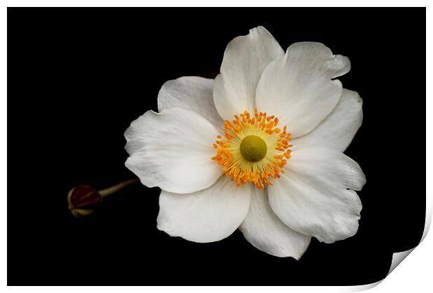 Eriocapitella White Flower Print by Jonathan Thirkell