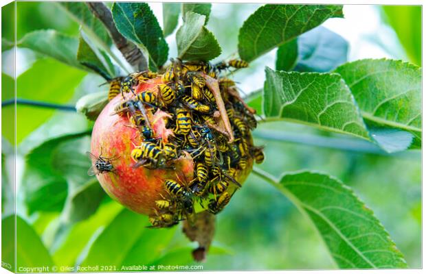Wasps and apple tree Canvas Print by Giles Rocholl