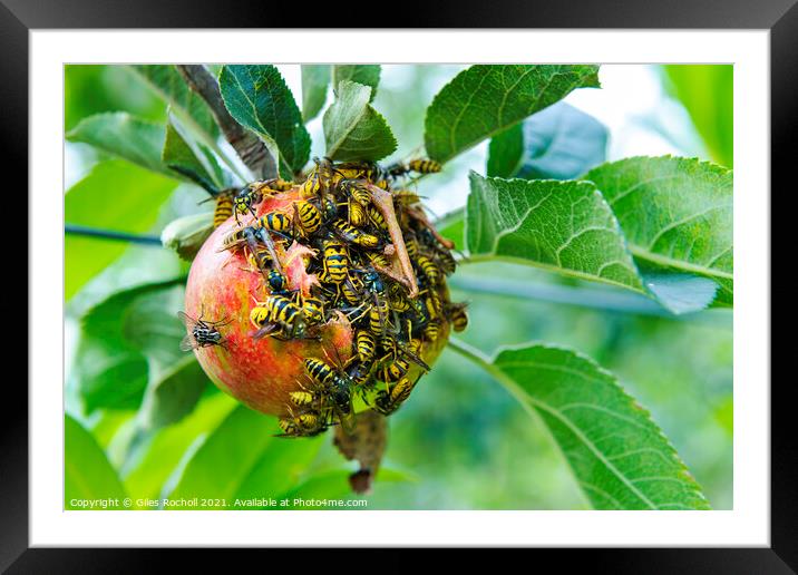 Wasps and apple tree Framed Mounted Print by Giles Rocholl