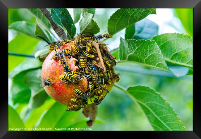 Wasps and apple tree Framed Print by Giles Rocholl