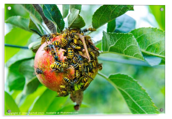 Wasps and apple tree Acrylic by Giles Rocholl