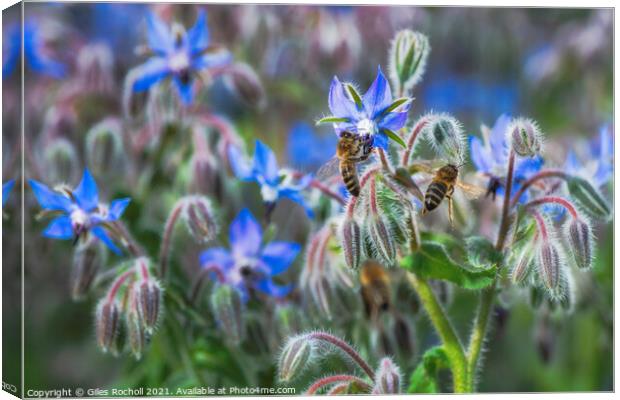 Borage and bees Canvas Print by Giles Rocholl
