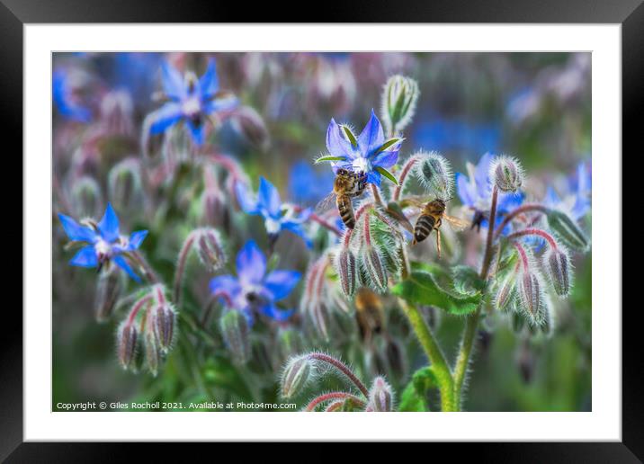 Borage and bees Framed Mounted Print by Giles Rocholl