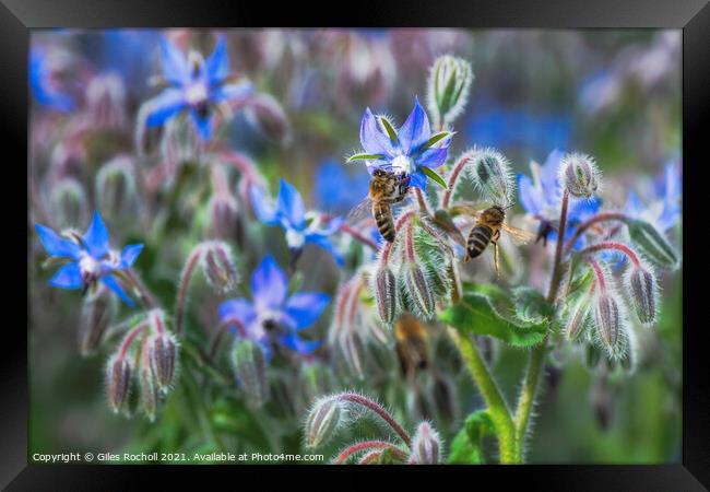 Borage and bees Framed Print by Giles Rocholl