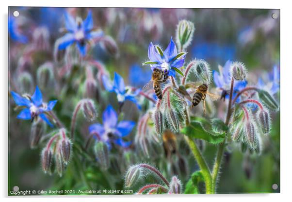 Borage and bees Acrylic by Giles Rocholl