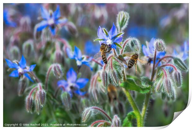 Borage and bees Print by Giles Rocholl