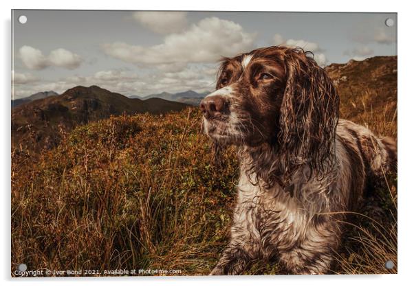 The Highland Spaniel Acrylic by Ivor Bond
