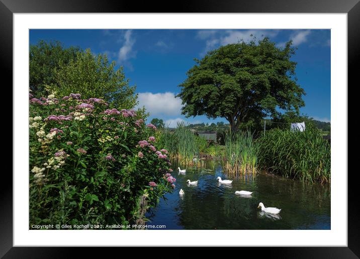 Ducks on a pond Framed Mounted Print by Giles Rocholl