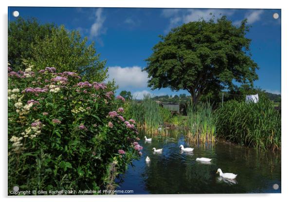 Ducks on a pond Acrylic by Giles Rocholl