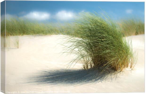 Grassy sand dunes Canvas Print by Giles Rocholl